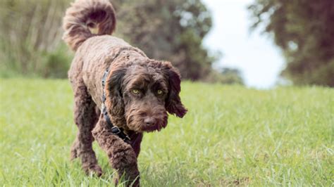 Labradoodle Growth & Weight Chart: Everything You Need to Know ...