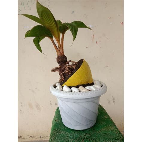 Jual Bonsai Kelapa Gading Orange Kuning Hijau Shopee Indonesia