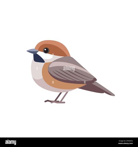 Chestnut Backed Chickadee Poecile Rufescens Sparrow Bird Cartoon