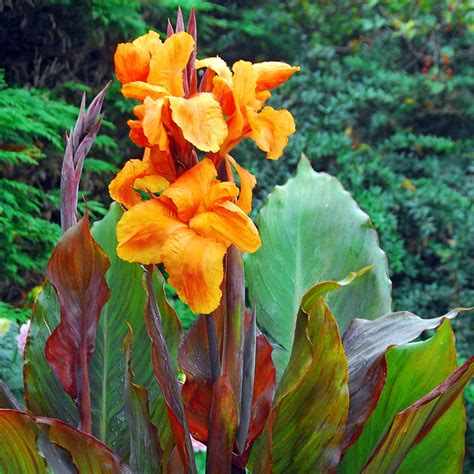 Wyoming Canna Lily | American Meadows