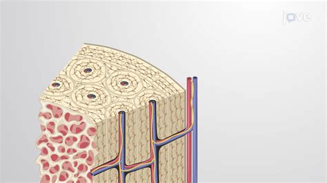 Compact Bone Tissue Diagram