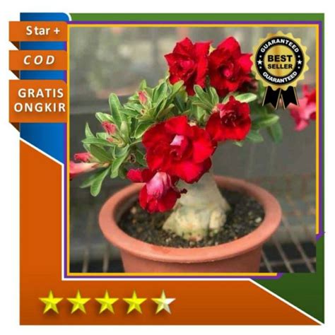 Adenium Bunga Tumpuk Grafting Okulasi Lazada Indonesia