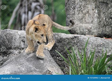 Lion Cub On Rock Stock Photo Image Of Habitat Curious 72154992