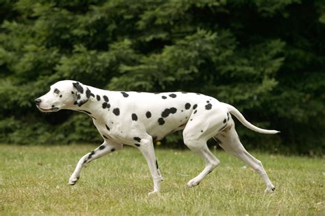 best dog not moving naturally 6