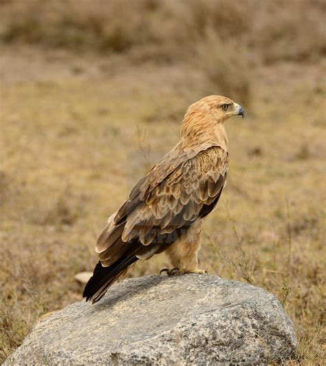 Trauerkraut On Twitter My Today S Birdsofprey Are Tawny Eagles