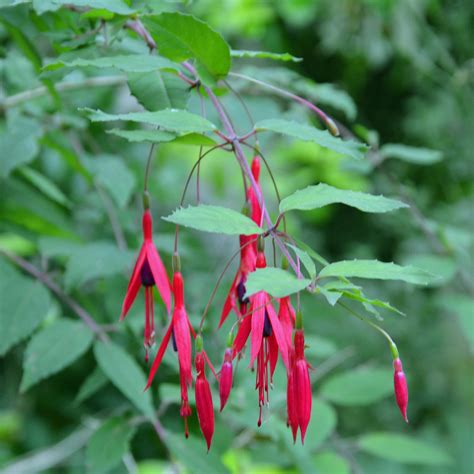 Fuchsia Regia Reitzii Fuchsia Royal Fuchsia Macrostema Rustique