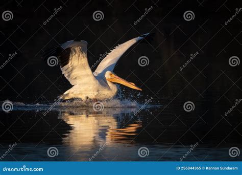 American White Pelican at San Joaquin Marsh Wildlife Sanctuary in ...