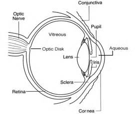 Human Eye Information Learning And Teaching Resource Worksheets Library