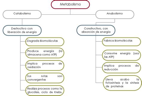 Mapa Conceptual De Metabolismo Anabolismo Y Catabolismo Zuela | Porn ...