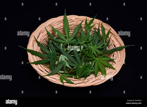 Cannabis Leaf Background Stock Photo - Alamy