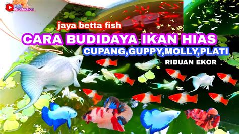 Budidaya Ikan Hias Cupang Guppy Molly Platy Dengan Mudah Dan Hasilkan