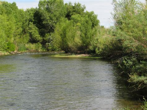 Verde River, Rio Verde | Arizona Dragonflies