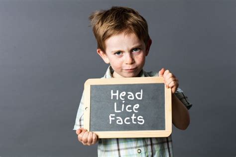 Head Lice Facts Your Comprehensive Guide From Schooltime