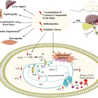 Disturbed Mitochondrial Redox State And Tissue Energy Charge In