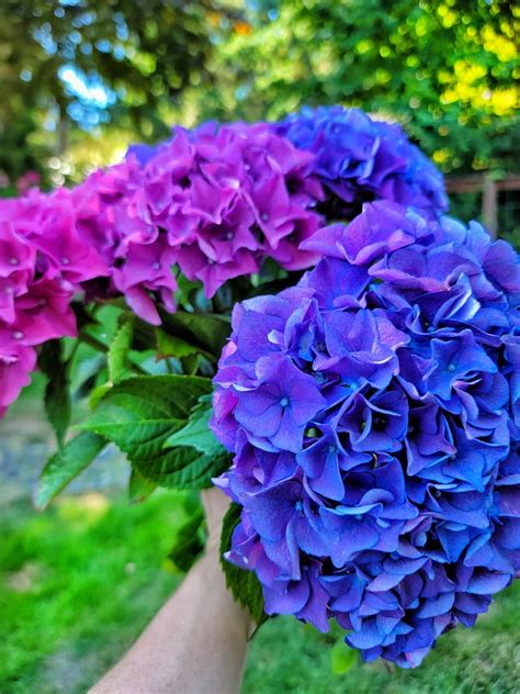 Bright And Beautiful Hydrangeas From The Garden SQ Celebrate Decorate