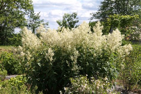 Growing Giant Fleeceflower Laidback Gardener