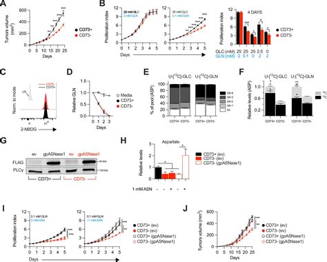 The Cd73 Immune Checkpoint Promotes Tumor Cell Metabolic Fitness Elife