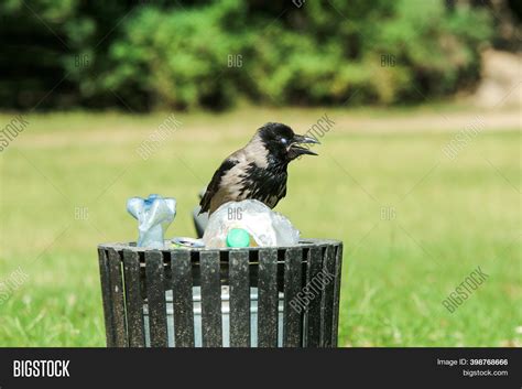 Picture Hungry Crow Image And Photo Free Trial Bigstock