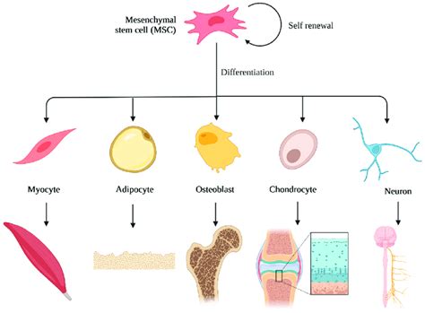 Mesenchymal Stem Cells Differentiation Created With Download Scientific Diagram