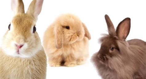 Rabbit Breeds - A Complete Guide To 25 Of The Best Rabbit Breeds