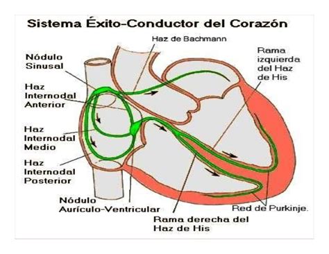 INTRODUCCIÓN A LA ELECTROFISIOLOGÍA: INTRODUCCIÓN A LA