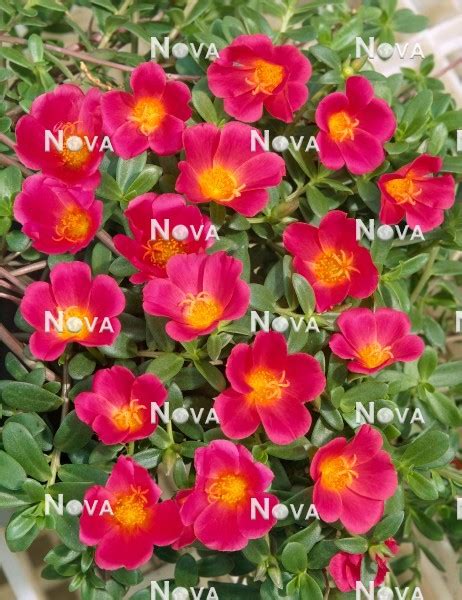 Portulaca Rio Grande Magenta