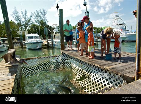 Marina Bait Hi Res Stock Photography And Images Alamy