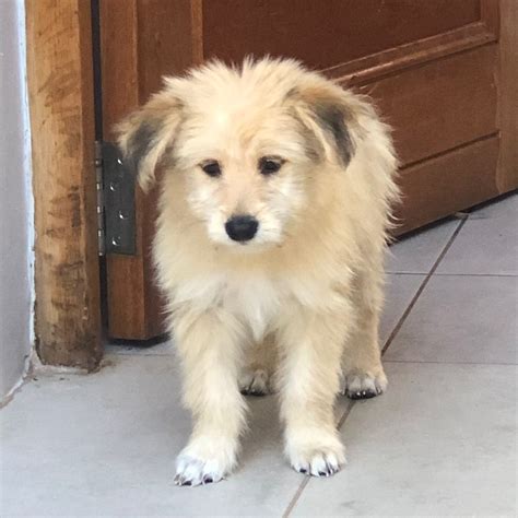 Luna | Project Dog, Durban, South Africa