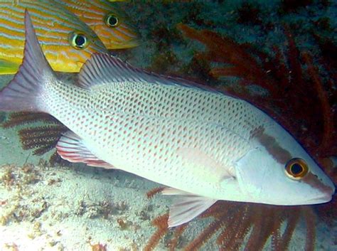 Gray Snapper - Lutjanus griseus - Key Largo, Florida - Photo 2 ...