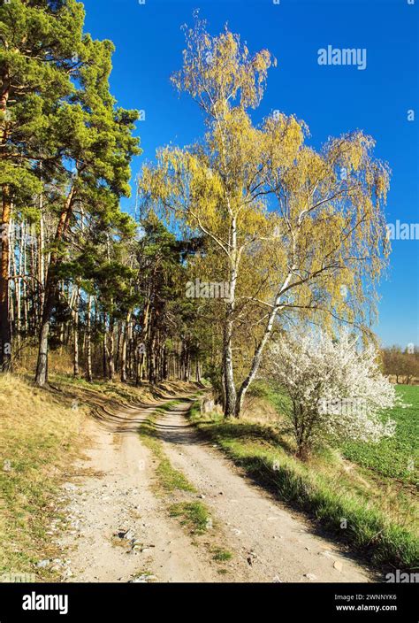 Blackthorn Trees Hi Res Stock Photography And Images Alamy