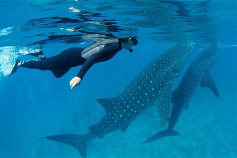 Whale Shark Snorkeling Tour Oslob Cebu City Philippines