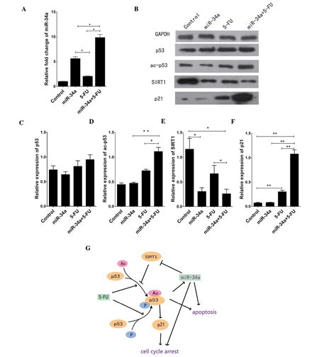 Mir 34a Inhibits Migration And Invasion By Regulating The Sirt1 P53