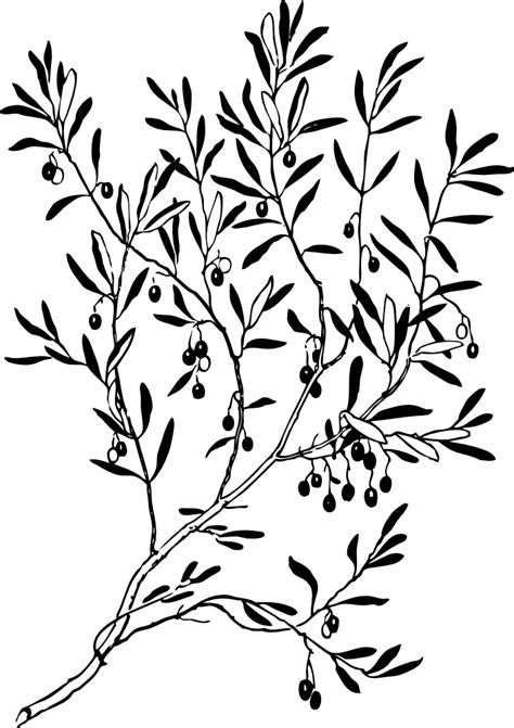 Free Olive Branch Clipart, Download Free Olive Branch Clipart png ...