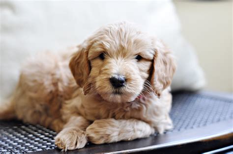 Faithful Doodles 6 Week Old F1b English Goldendoodles Southern