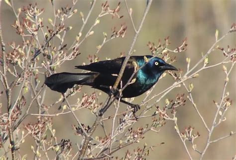 Common Grackle - NH Audubon