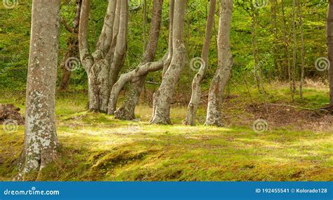 Rvores Que Crescem Na Floresta Imagem De Stock Imagem De Raiz