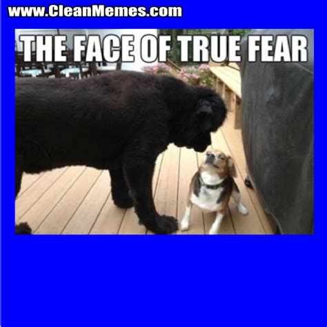 The Face Of True Fear Clean Memes