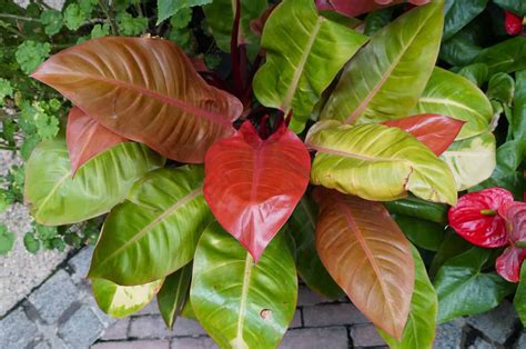 How To Care For The Striking Philodendron Prince Of Orange