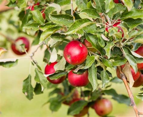 Apple Picking in Michigan: 20 TOP Spots for UPick Michigan Apples - My ...