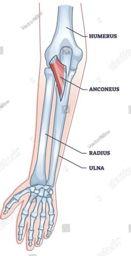 Kines Lab Elbow Flashcards Quizlet