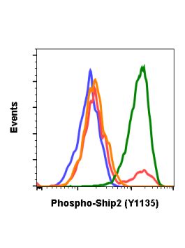 Phospho Ship2 Y1135 Recombinant MAb Abwiz Bio