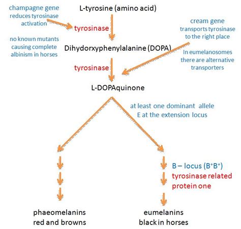 melanin biosynthesis figure1