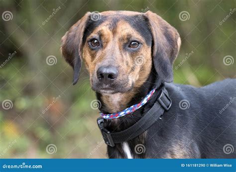 Foxhound and Coonhound Mixed Breed Dog with Floppy Ears Stock Photo ...