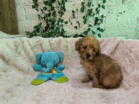 Pui Pudel Toy Red Caniche Rosu Oradea OLX Ro