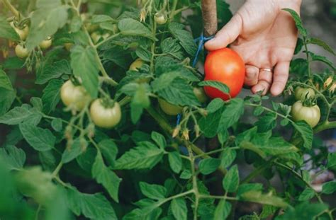 Qué son los bioestimulantes ARTAL Smart Agriculture