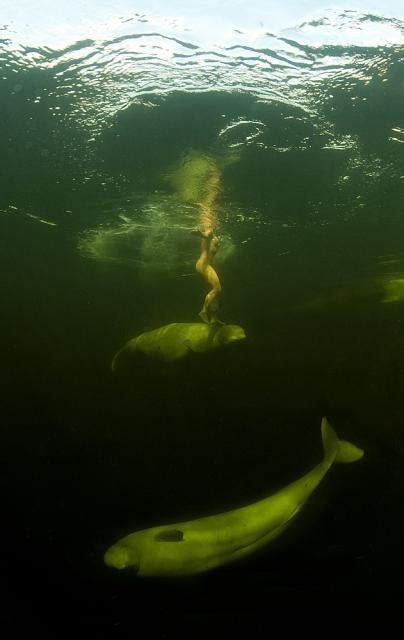 Woman Swims Naked With Beluga Whales Beneath The Waves Orta Blu