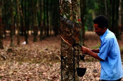 Harga Getah Sabah Sekilo Hari Ini 2021 Harga Getah Sabah Terkini Cara