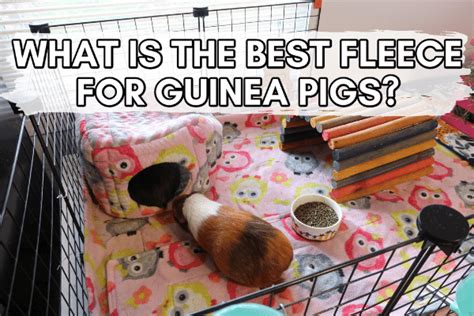 The BEST Guinea Pig Fleece Bedding