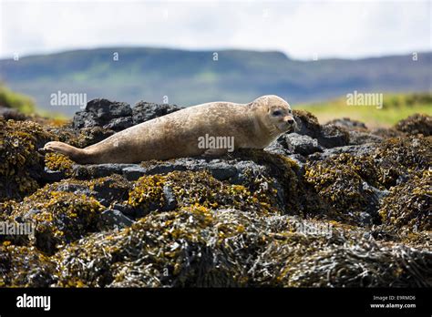 Common seal hi-res stock photography and images - Alamy