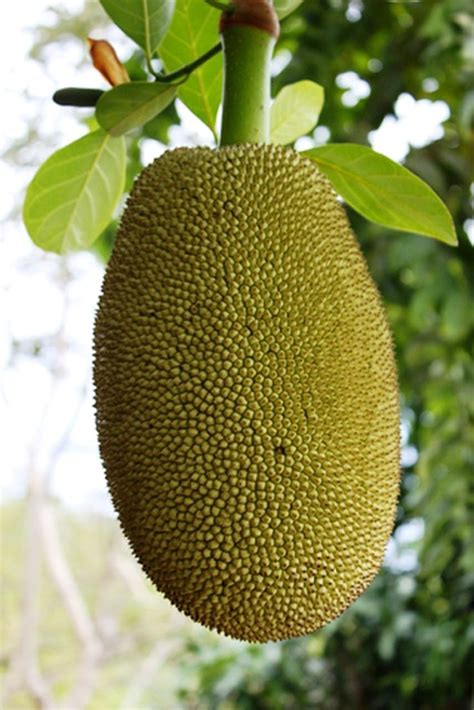 Jackfruit (Chakka Pazham) - The National Fruit Of Bangladesh